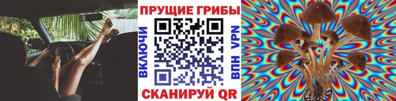 Купить закладки  Новохопёрск  Псилоцибиновые грибы Psilocybe 